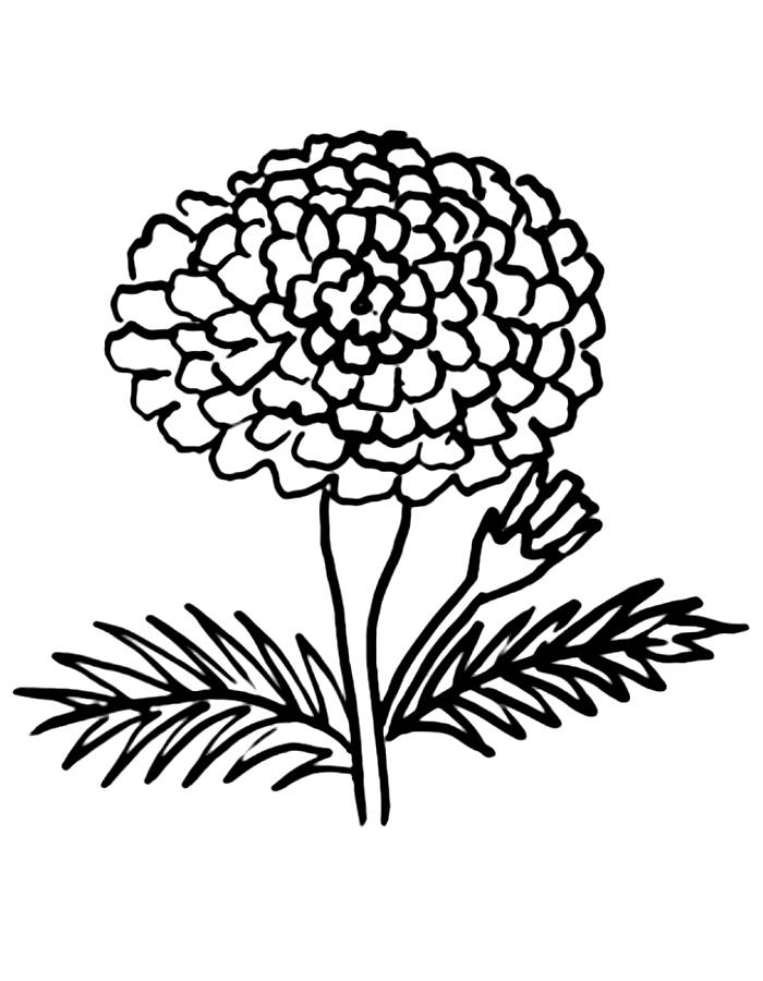 120 Vibrant Marigold Coloring Pages Printable 43