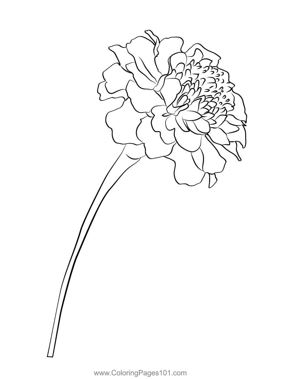 120 Vibrant Marigold Coloring Pages Printable 44