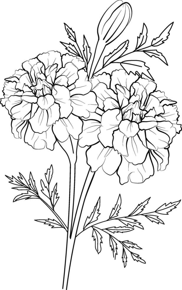 120 Vibrant Marigold Coloring Pages Printable 46