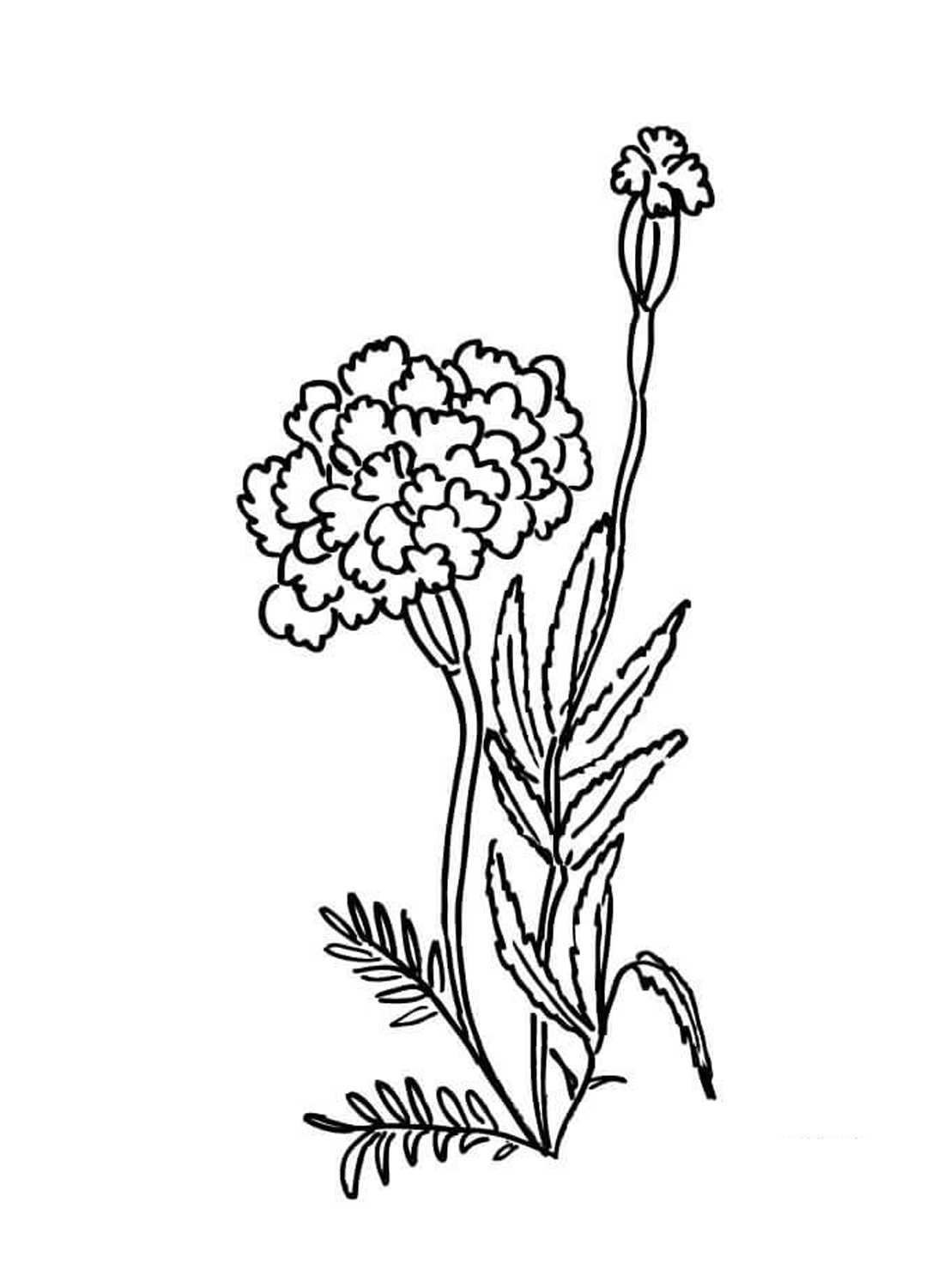 120 Vibrant Marigold Coloring Pages Printable 48