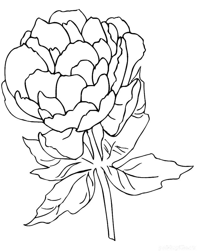 vibrant marigold coloring pages printable jpg