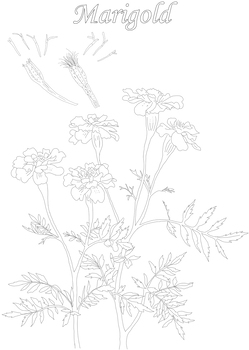 120 Vibrant Marigold Coloring Pages Printable 51