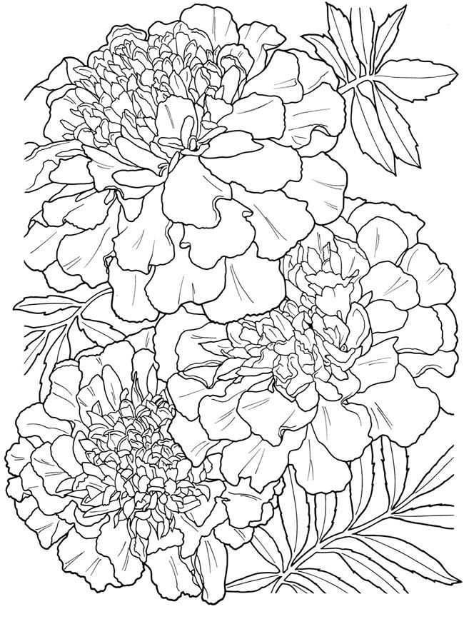 120 Vibrant Marigold Coloring Pages Printable 54