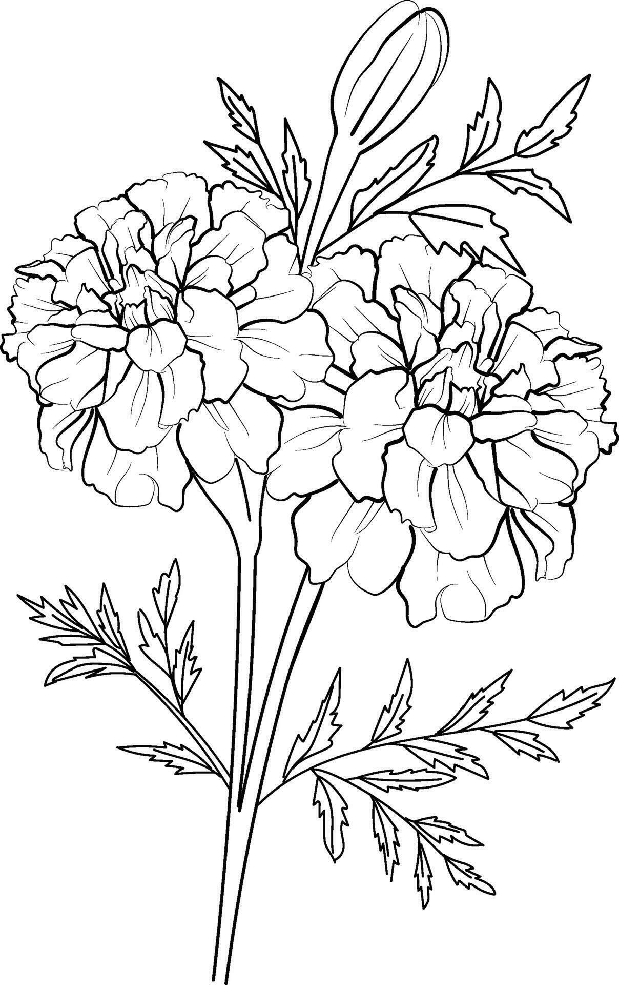 120 Vibrant Marigold Coloring Pages Printable 56