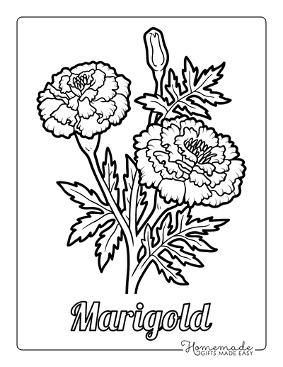 120 Vibrant Marigold Coloring Pages Printable 57