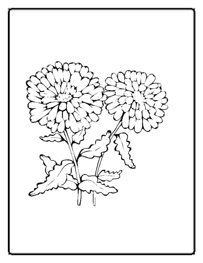 120 Vibrant Marigold Coloring Pages Printable 58