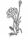 120 Vibrant Marigold Coloring Pages Printable 62