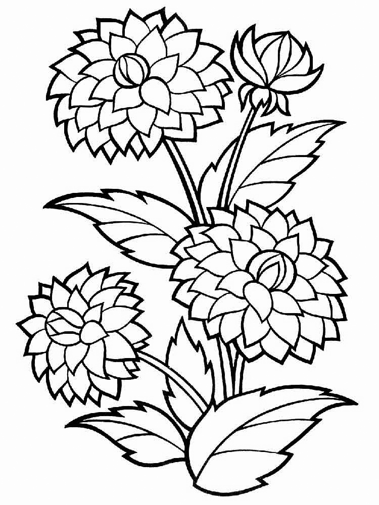 120 Vibrant Marigold Coloring Pages Printable 66