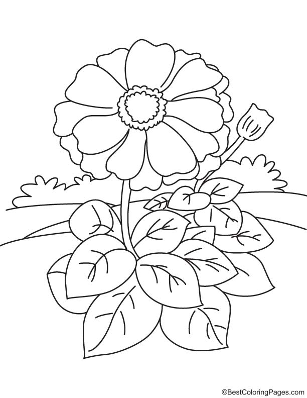 120 Vibrant Marigold Coloring Pages Printable 72