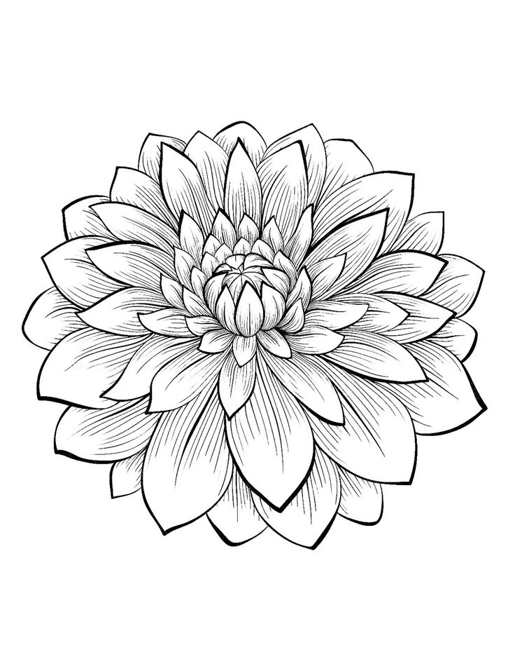 120 Vibrant Marigold Coloring Pages Printable 74