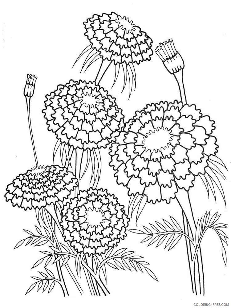 120 Vibrant Marigold Coloring Pages Printable 82