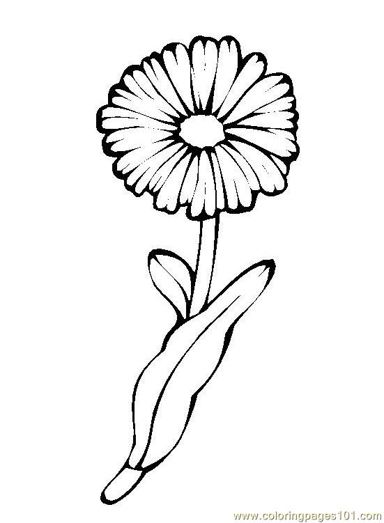 120 Vibrant Marigold Coloring Pages Printable 85