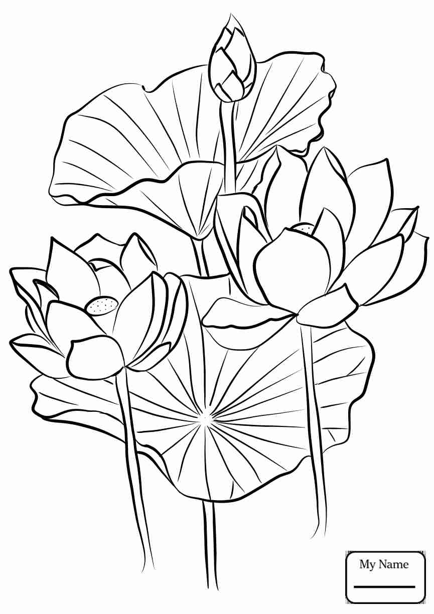 120 Vibrant Marigold Coloring Pages Printable 90