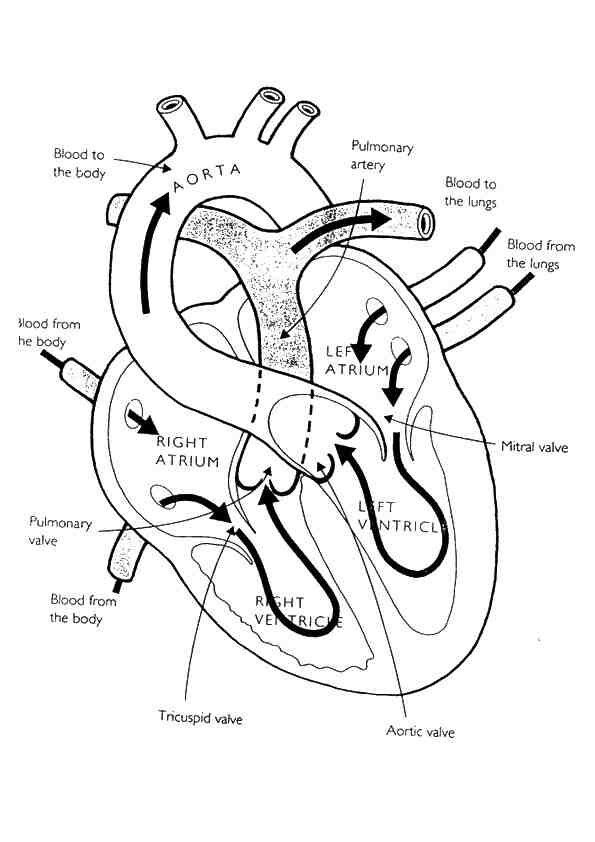 126 Free Heart Coloring Pages for Kids Printable 94