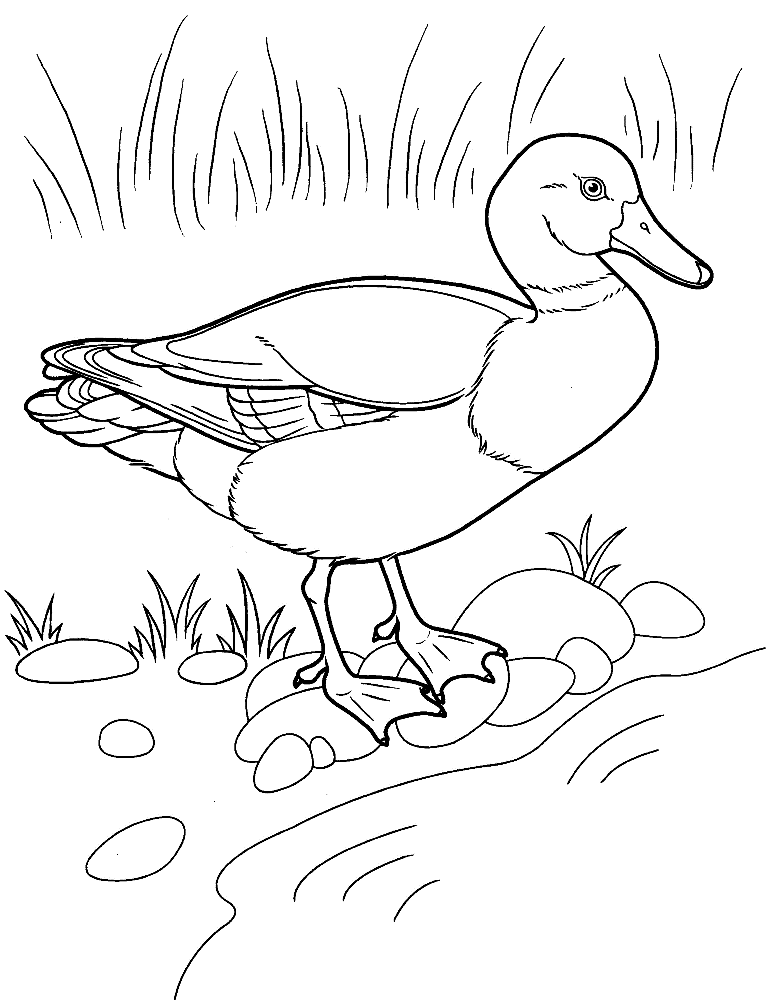 28 Adorable Cute Duck Coloring Pages Printable 16