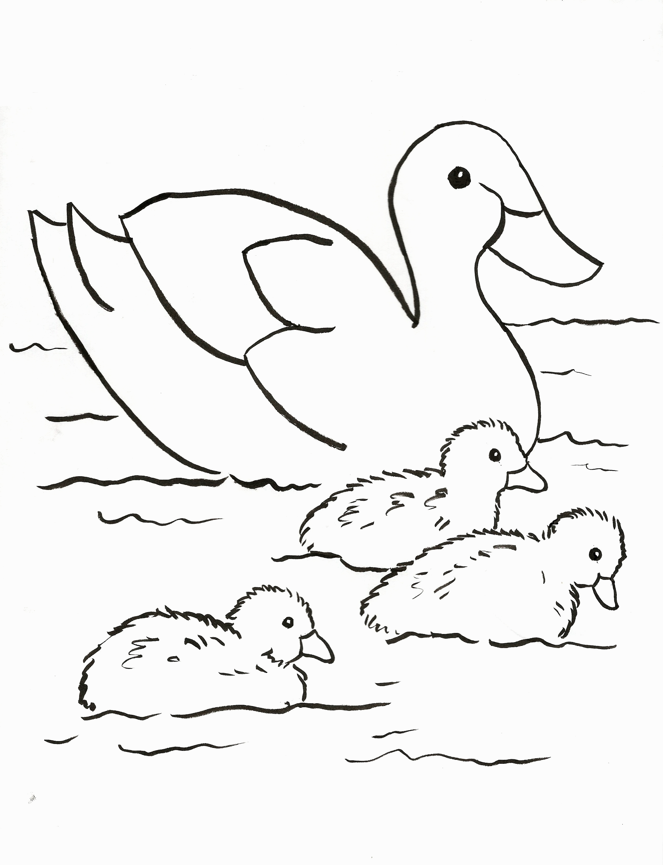 adorable cute duck coloring pages printable jpg