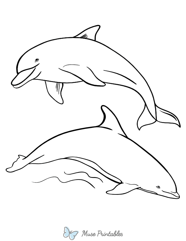 30 Playful Dolphin Coloring Pages Printable 10