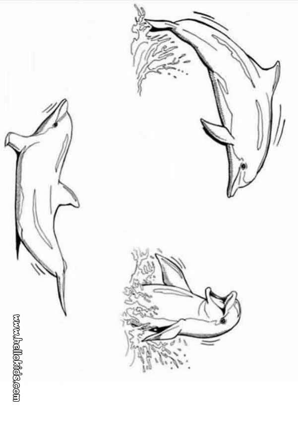 30 Playful Dolphin Coloring Pages Printable 13