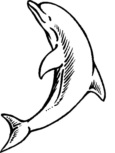 30 Playful Dolphin Coloring Pages Printable 17