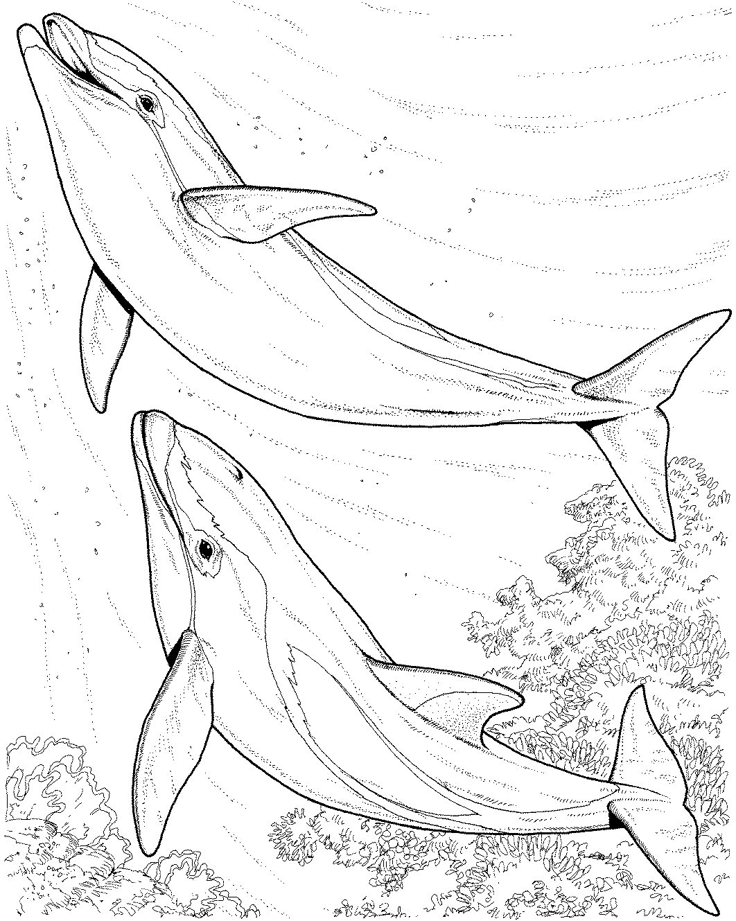 30 Playful Dolphin Coloring Pages Printable 3