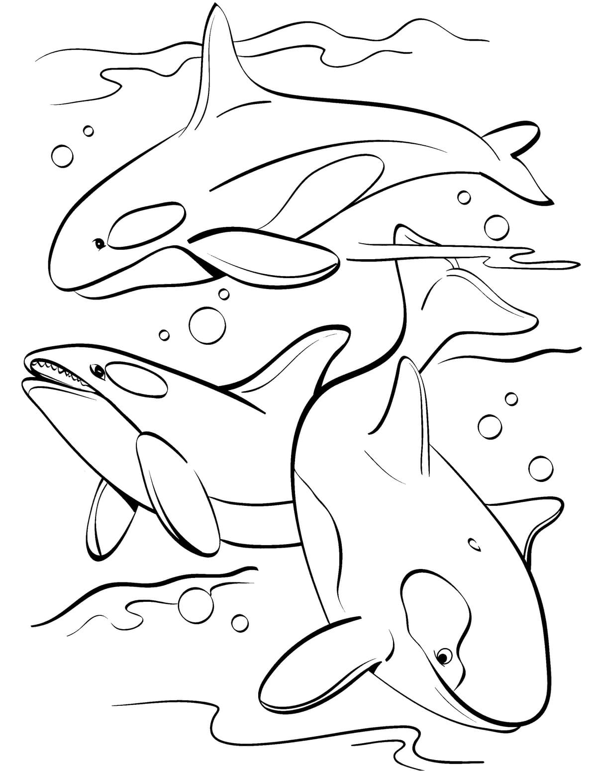 30 Playful Dolphin Coloring Pages Printable 35