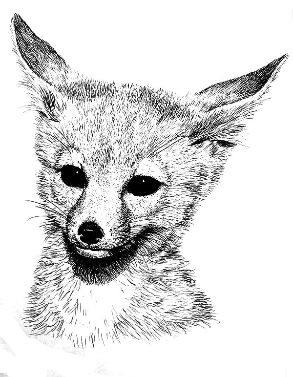 31 Cunning Fox Coloring Pages Printable 23