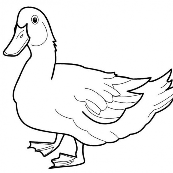 84 Duck Coloring Pages Printable 34