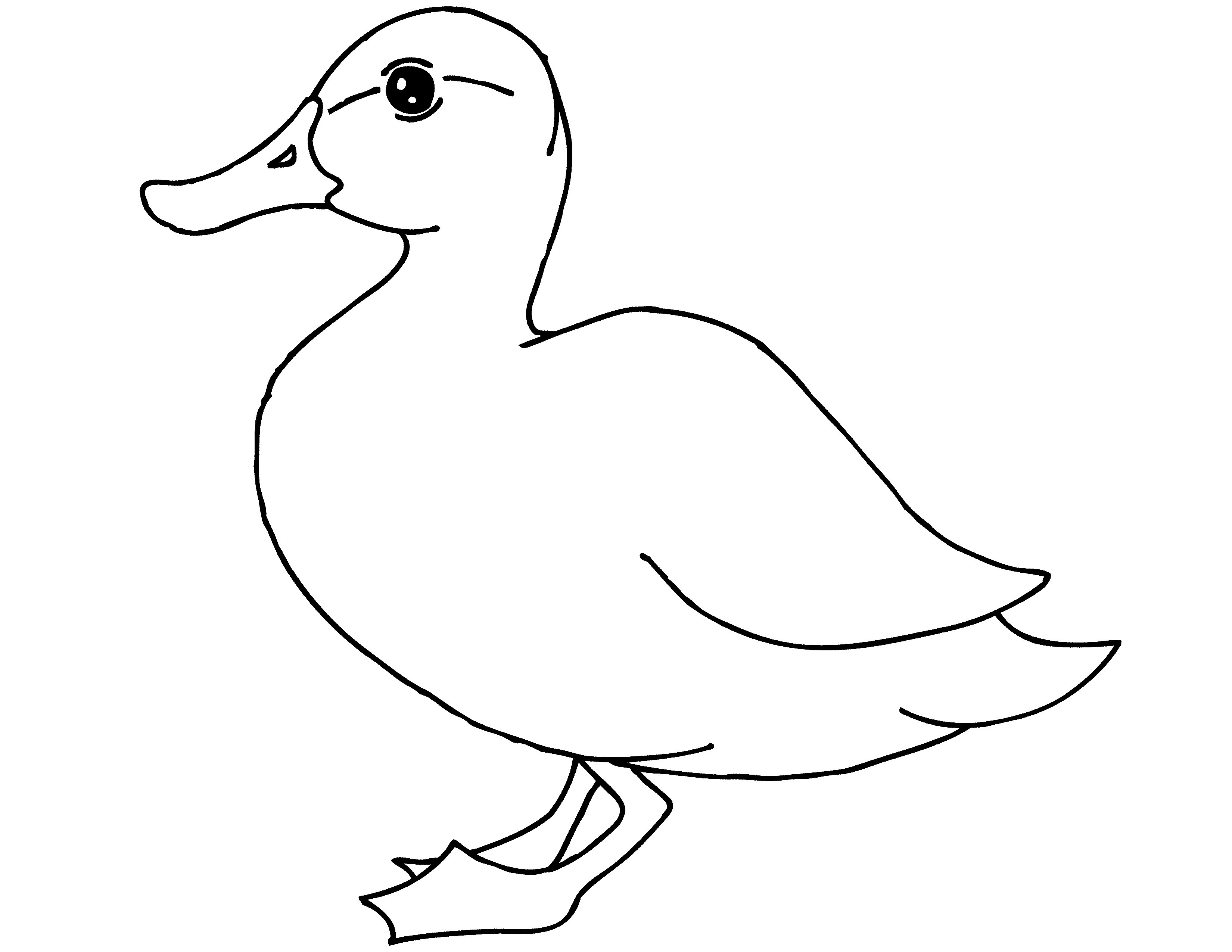 84 Duck Coloring Pages Printable 38