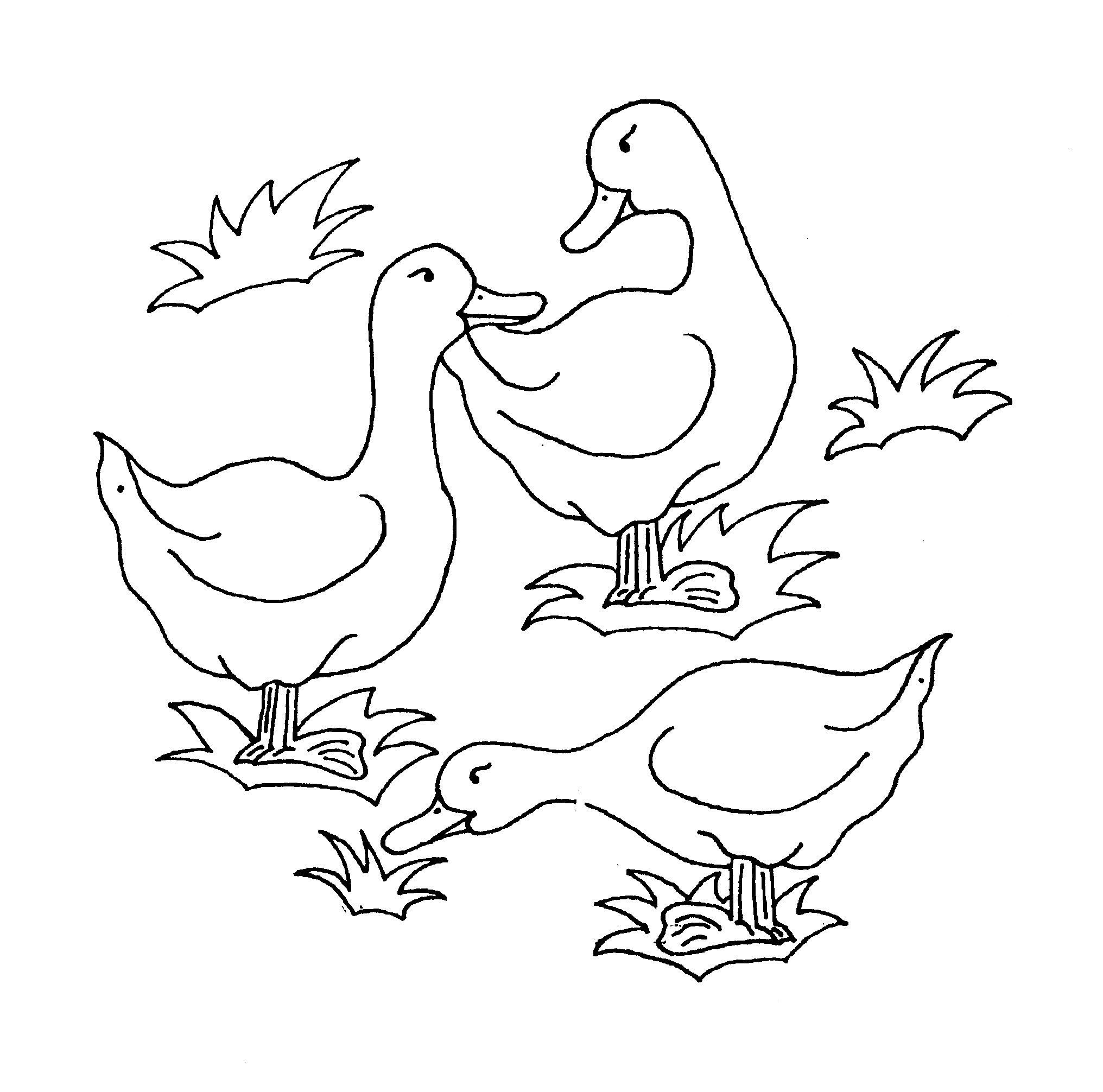 duck coloring pages printable jpg