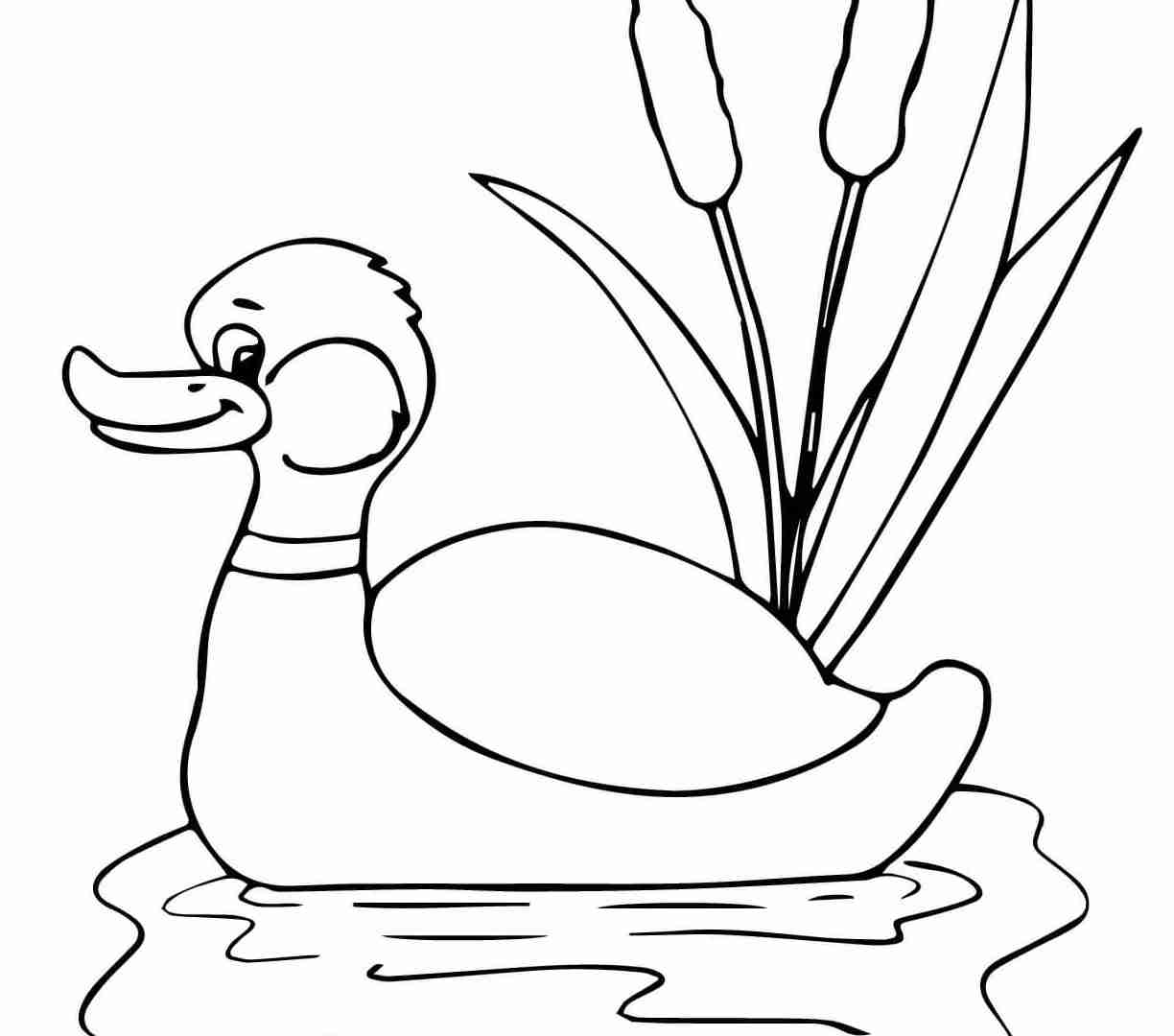 84 Duck Coloring Pages Printable 42