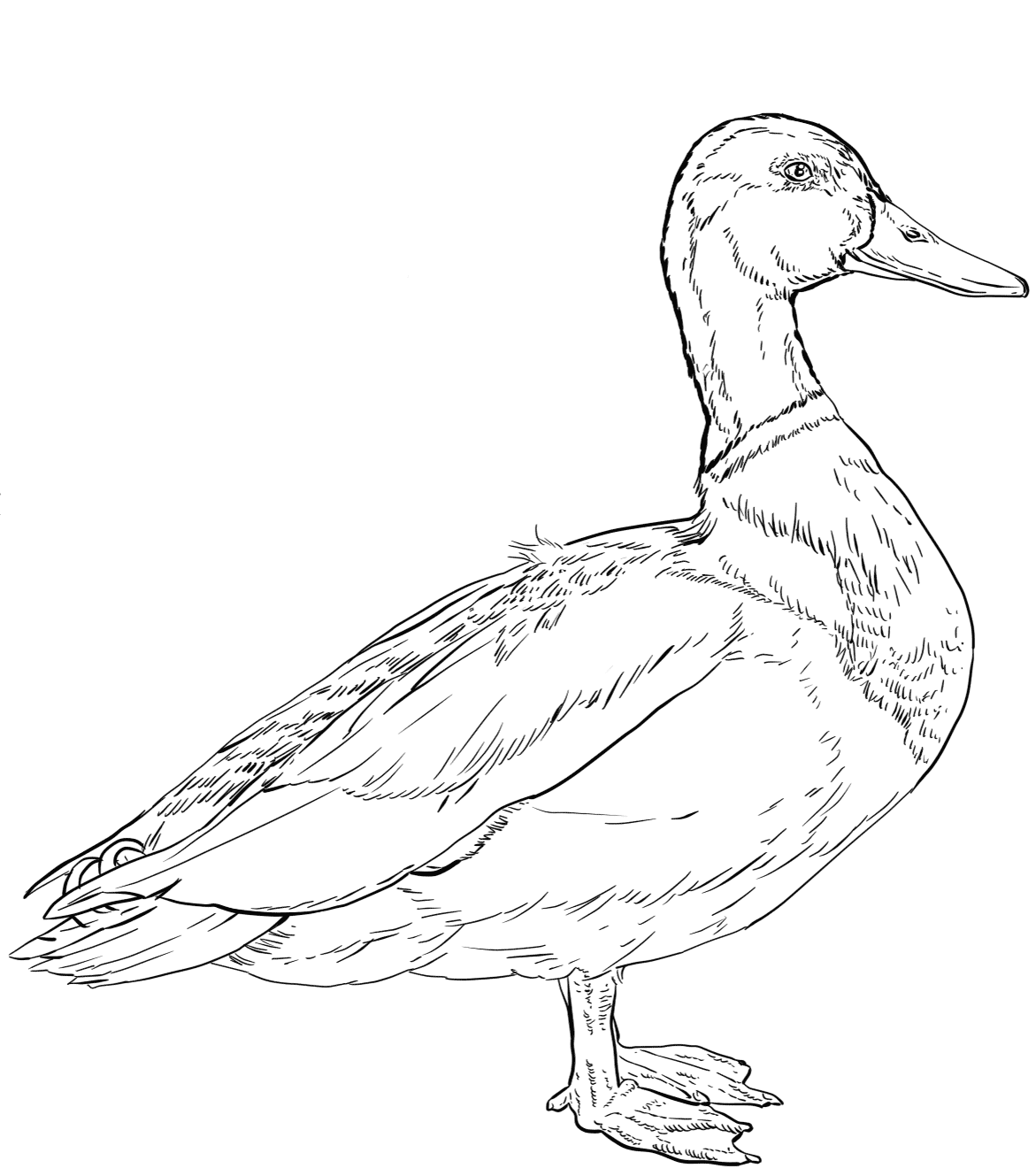 84 Duck Coloring Pages Printable 49