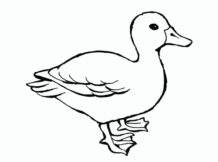 84 Duck Coloring Pages Printable 64