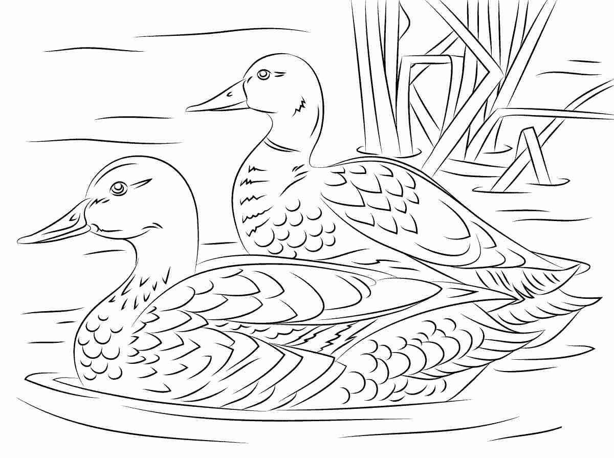 84 Duck Coloring Pages Printable 68