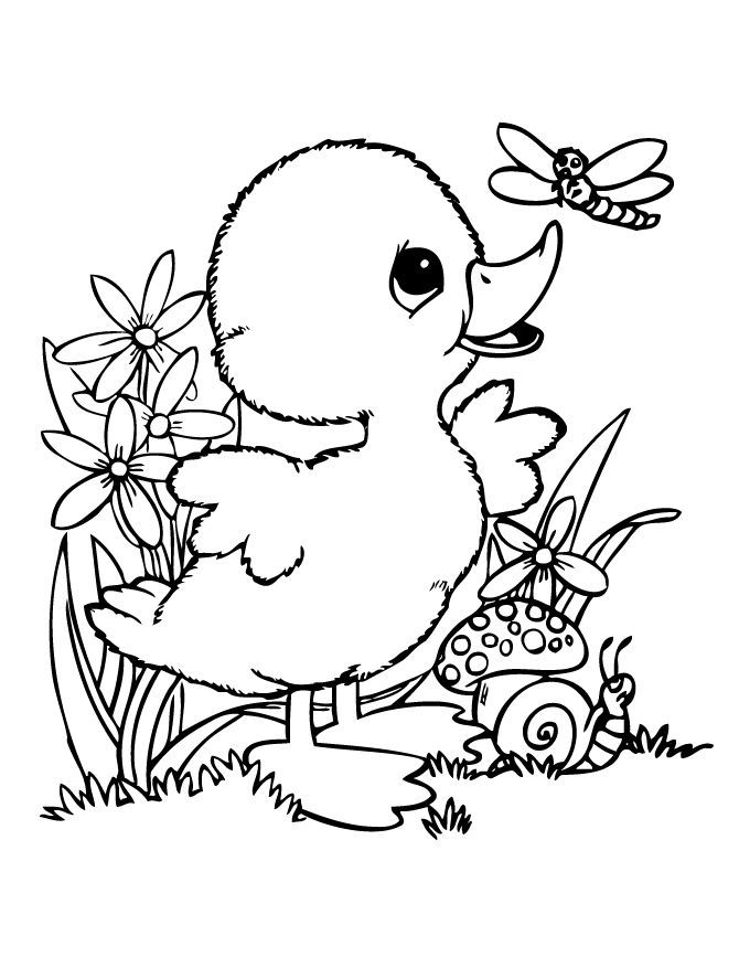 84 Duck Coloring Pages Printable 79