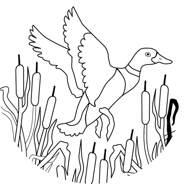 84 Duck Coloring Pages Printable 83