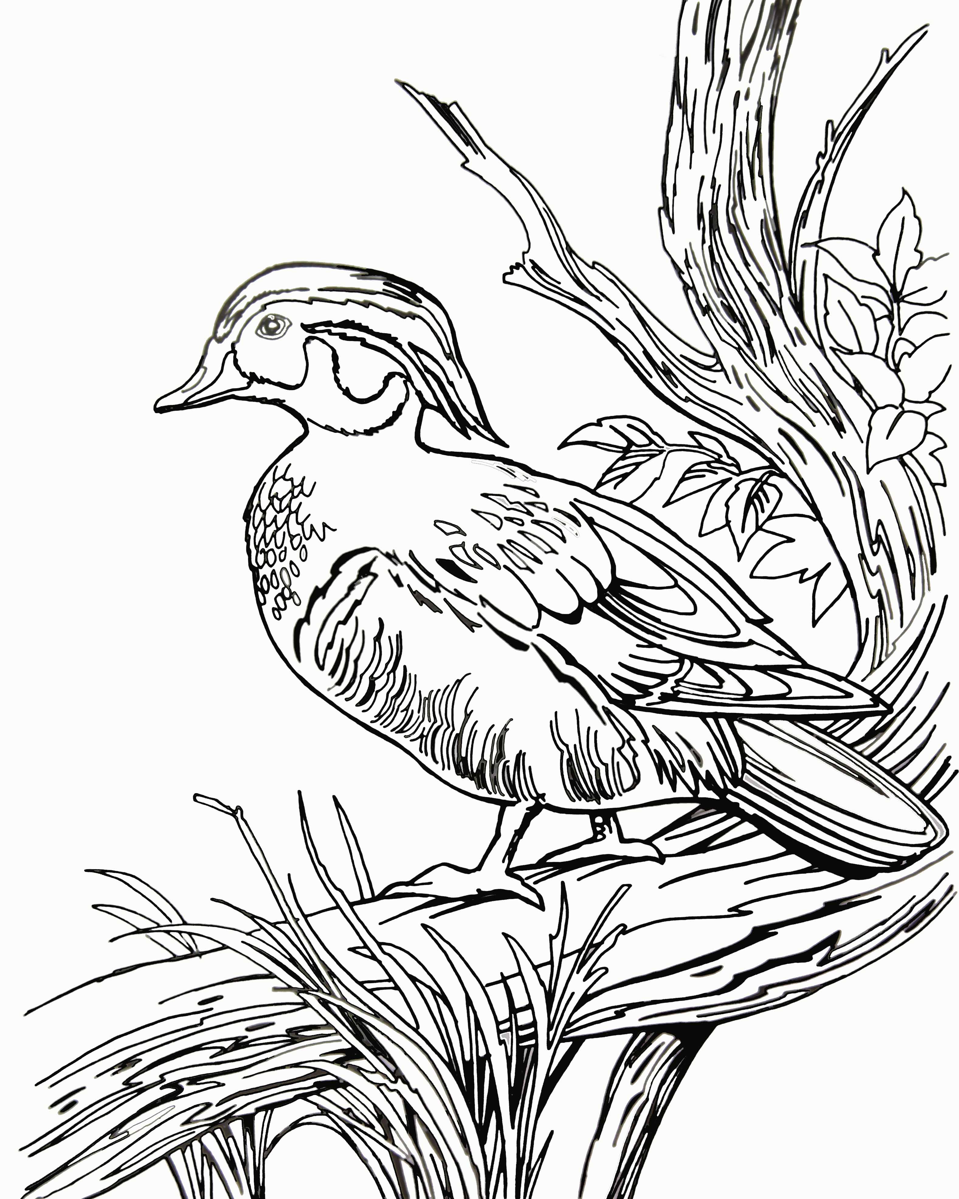 duck coloring pages printable jpg