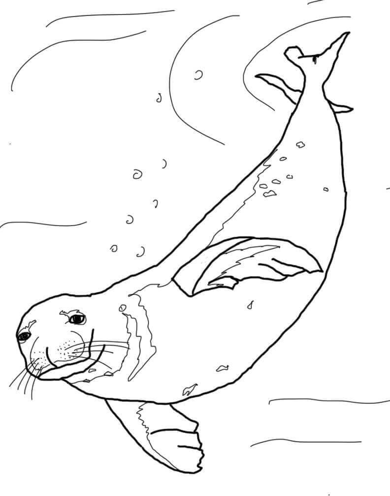 seal coloring pages printable jpg