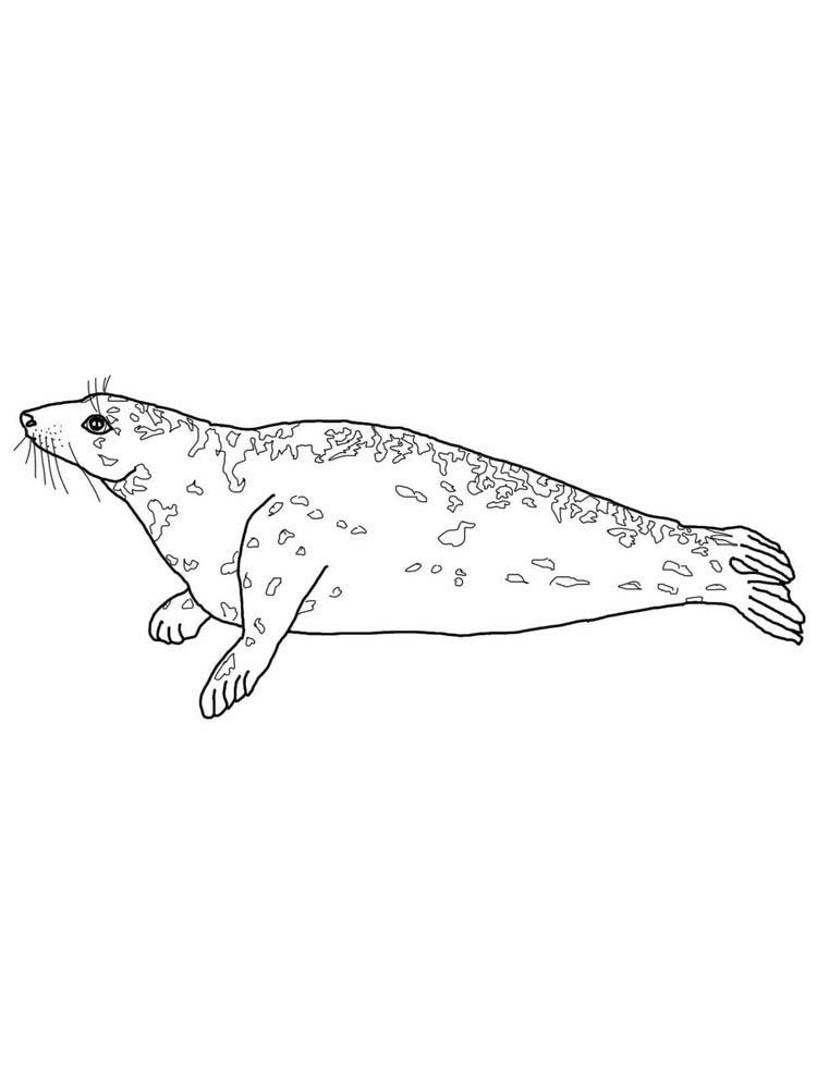 88 Seal Coloring Pages Printable 13