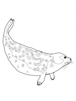 88 Seal Coloring Pages Printable 18