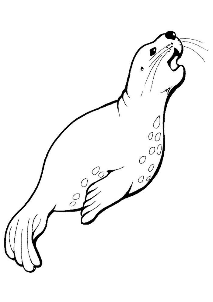 88 Seal Coloring Pages Printable 19