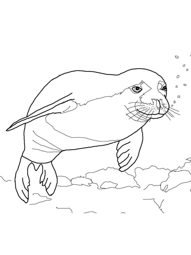 88 Seal Coloring Pages Printable 23