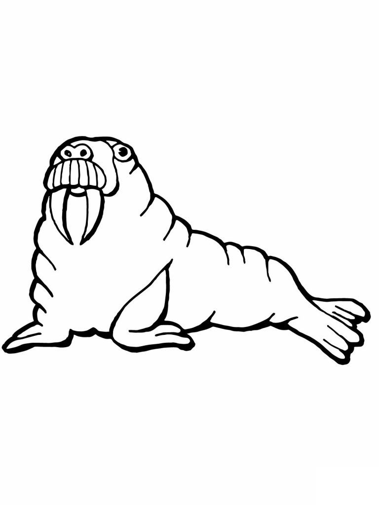 88 Seal Coloring Pages Printable 3