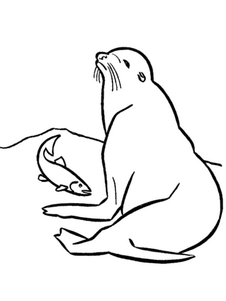 88 Seal Coloring Pages Printable 30