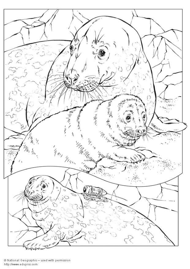 88 Seal Coloring Pages Printable 38