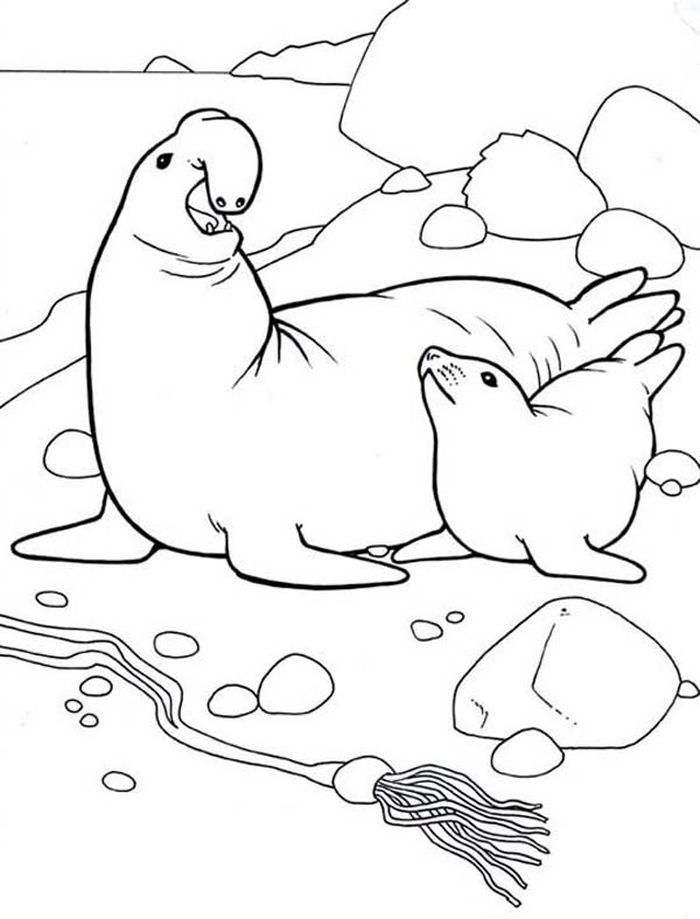 88 Seal Coloring Pages Printable 40