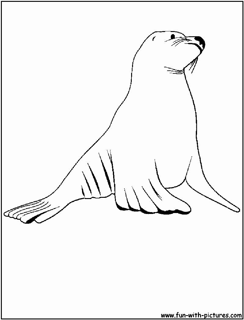 88 Seal Coloring Pages Printable 42