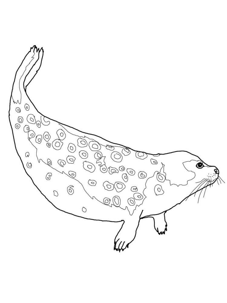 88 Seal Coloring Pages Printable 45