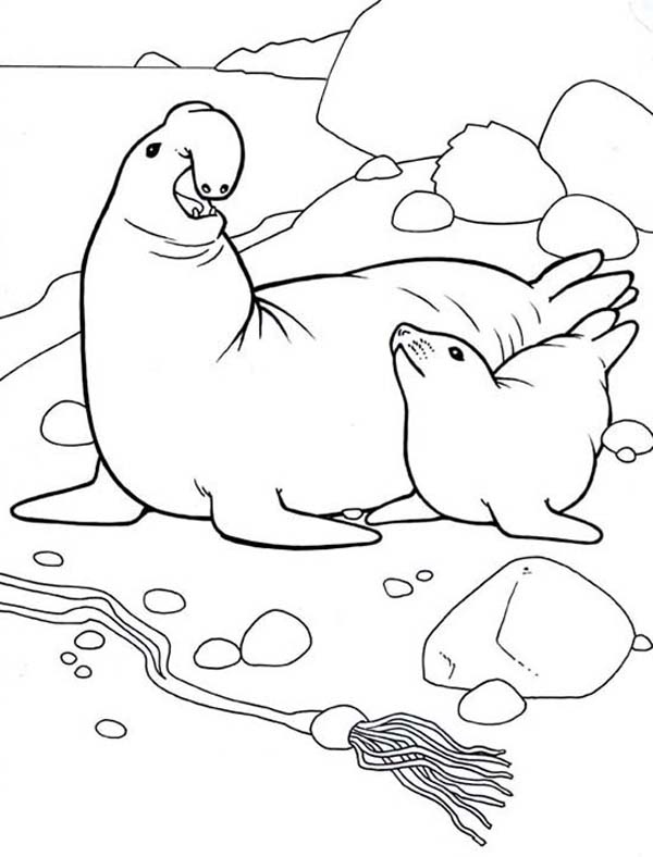 seal coloring pages printable jpg