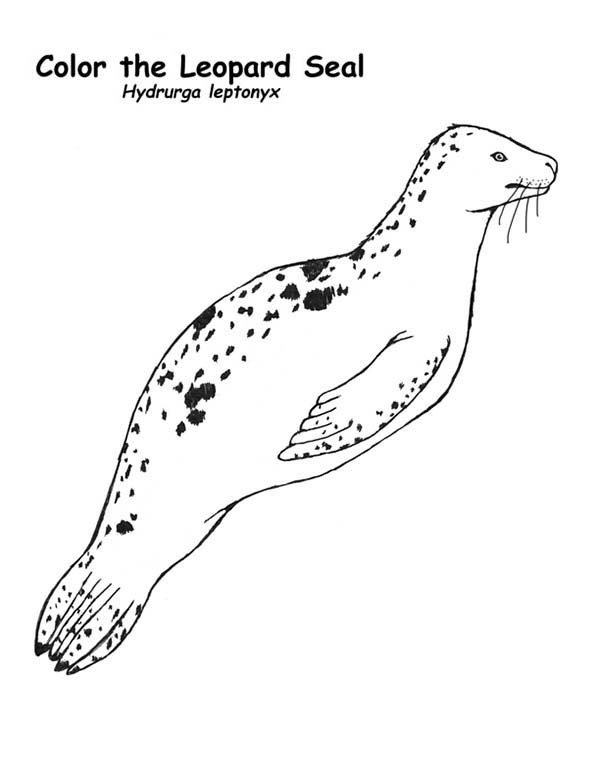 88 Seal Coloring Pages Printable 56