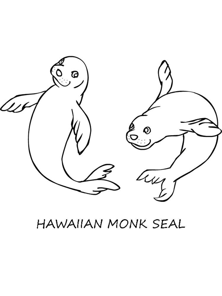 88 Seal Coloring Pages Printable 57